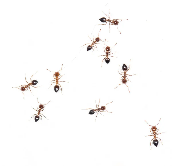 Ants on a white wall. macro — Stock Photo, Image