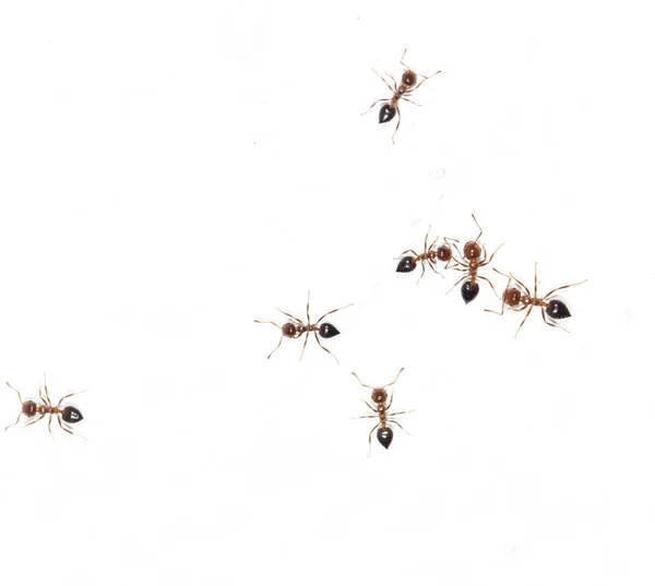 Hormigas en una pared blanca. macro —  Fotos de Stock