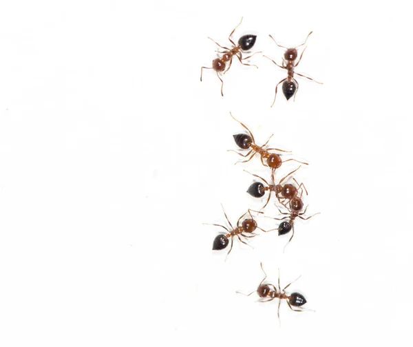 Hormigas en una pared blanca. macro — Foto de Stock