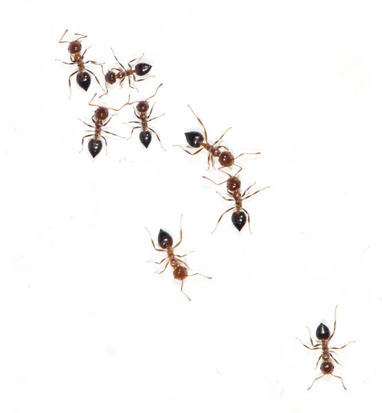 Ants on a white wall. macro — Stock Photo, Image