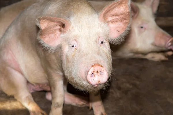 돼지 농장의 초상화 — 스톡 사진