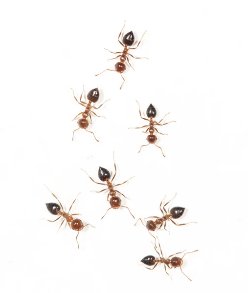 Ants White Wall Macro Park Nature — Stock Photo, Image