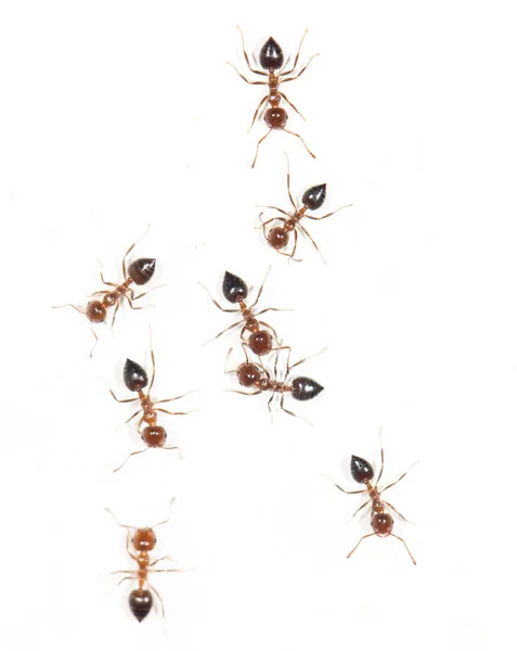 Ants on a white wall. macro — Stock Photo, Image