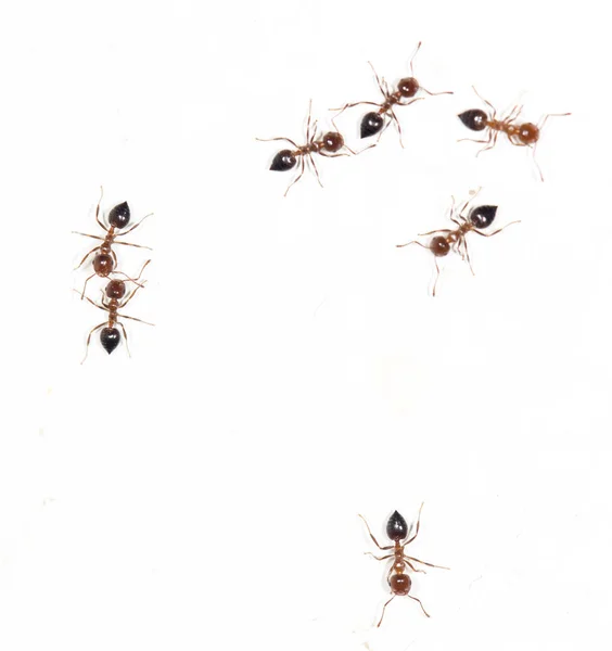 Ants on a white wall. macro — Stock Photo, Image