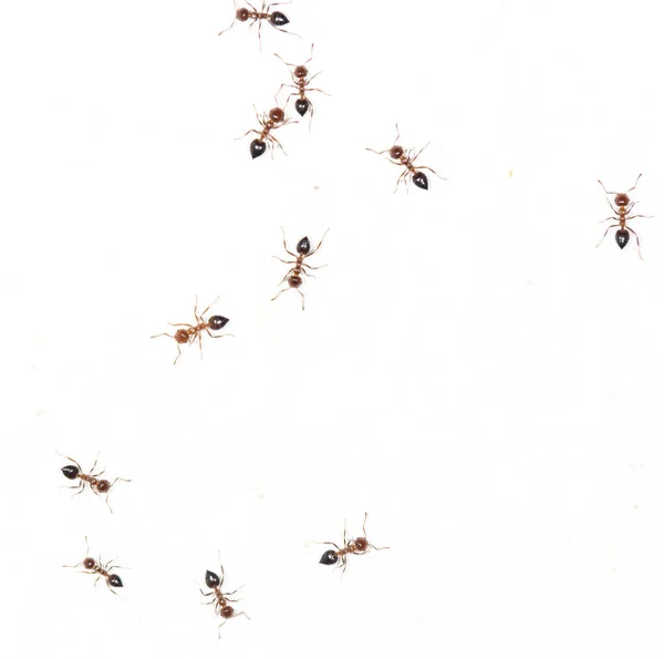Mrówki na białej ścianie. makro — Zdjęcie stockowe
