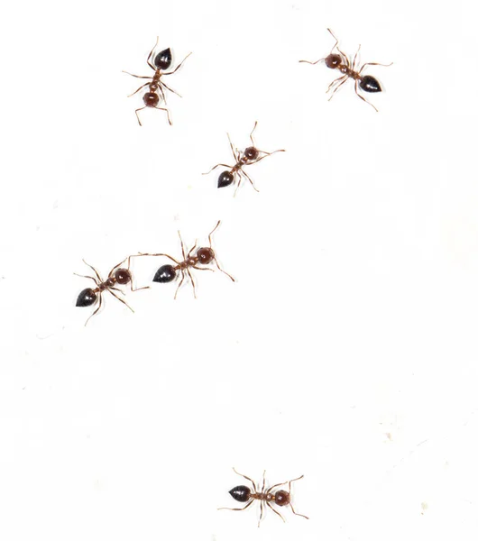 Ants on a white wall. macro — Stock Photo, Image