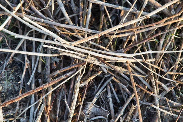 Frost auf den Ästen am Boden als Hintergrund — Stockfoto