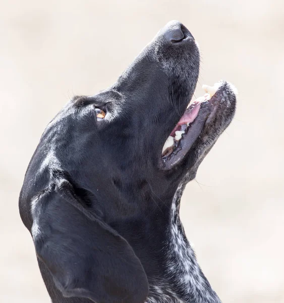 自然界中黑狗的肖像 — 图库照片