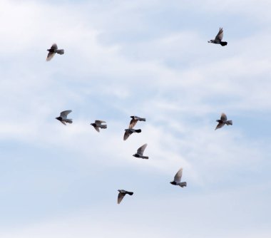 Gökyüzünde bir güvercin sürüsü