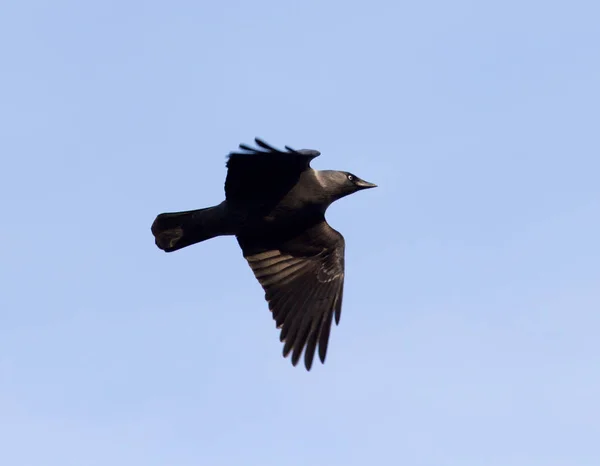 Ворона на фоне голубого неба — стоковое фото