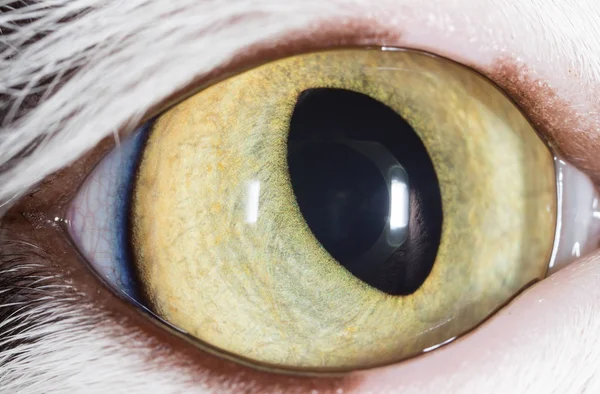 Yeux de chats. macro — Photo