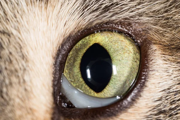 Yeux de chats. macro — Photo