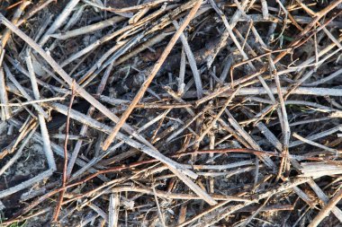 dallar yere arka plan olarak frost