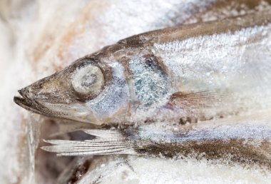 arka plan olarak donmuş capelin