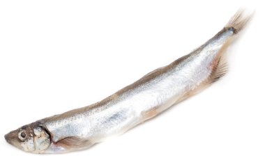 capelin beyaz bir arka plan üzerinde