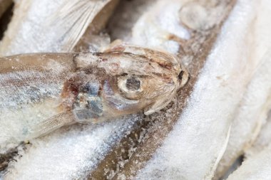 arka plan olarak donmuş capelin