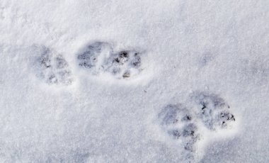 Köpek ayak arka plan olarak karda