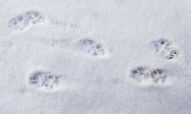 Köpek ayak arka plan olarak karda