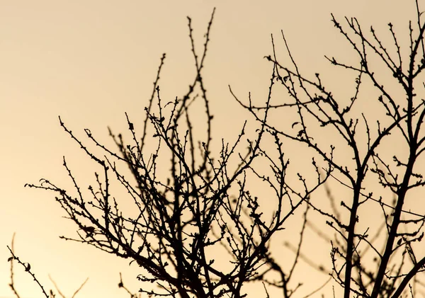 Kala grenar av träd vid solnedgången — Stockfoto