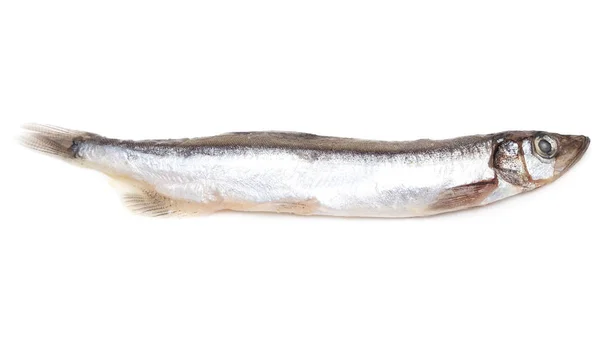 白色背景上的毛鳞鱼 — 图库照片
