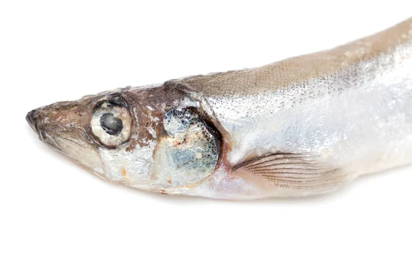 Capelin su sfondo bianco — Foto Stock