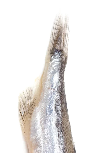 白い背景の上尾カラフトシ シャモ — ストック写真