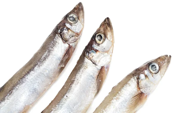 Capelin on a white background — Stock Photo, Image