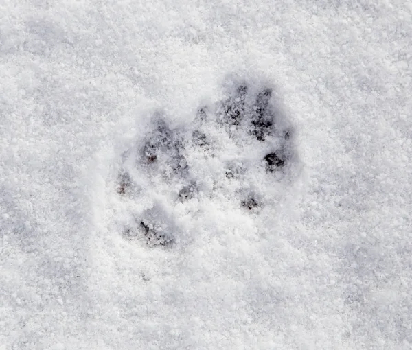 Huellas de perro en la nieve como fondo —  Fotos de Stock