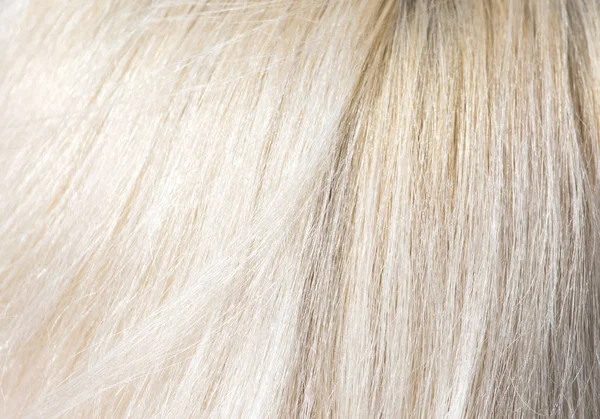 White hair in blonde — Stock Photo, Image