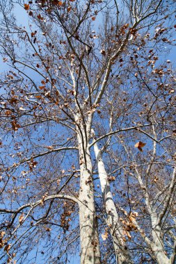 Mavi gökyüzüne karşı yapraksız ağaç dalları