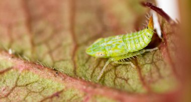 Üzerindeki yaprak yeşil yaprak biti. Makro