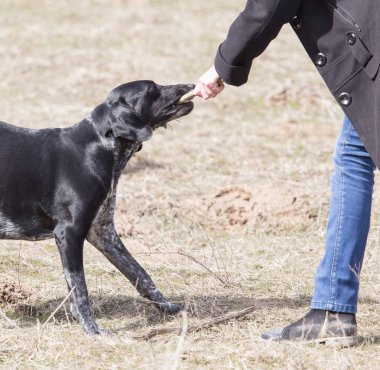 Doğa bir sopa ile oynayan köpek
