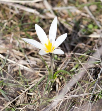 kardelen çiçek, doğa