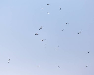 Kartal gökyüzünde üzerinde uçan martı