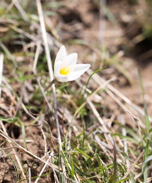 Snowdrop blomma i naturen — Stockfoto