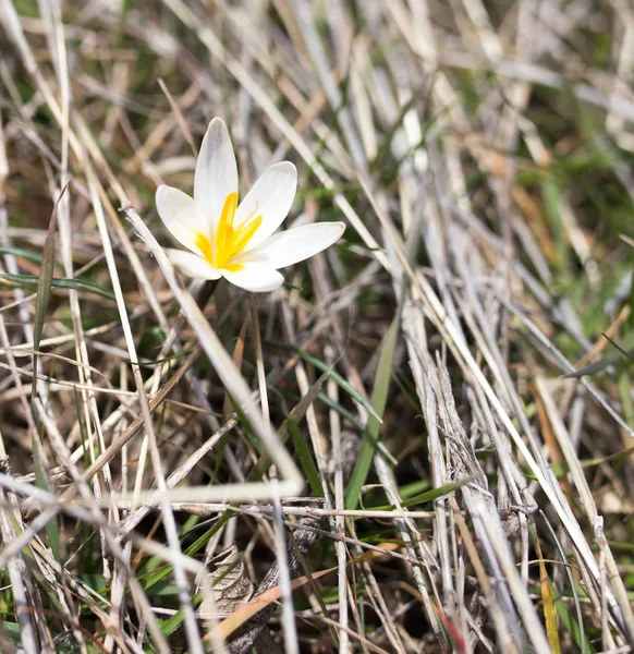 Snowdrop kwiat natura — Zdjęcie stockowe