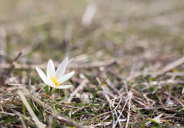 Snowdrop kwiat natura — Zdjęcie stockowe