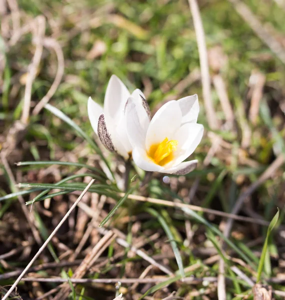 Snowdrop blomma i naturen — Stockfoto