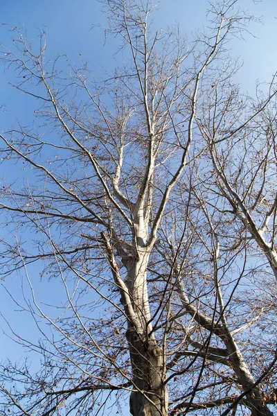 Ramos de árvores sem folhas contra o céu azul — Fotografia de Stock