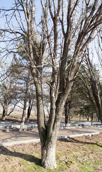 冬天公园里的树 — 图库照片