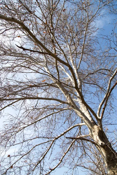 नीले आकाश के खिलाफ पत्तेहीन पेड़ की शाखाओं — स्टॉक फ़ोटो, इमेज