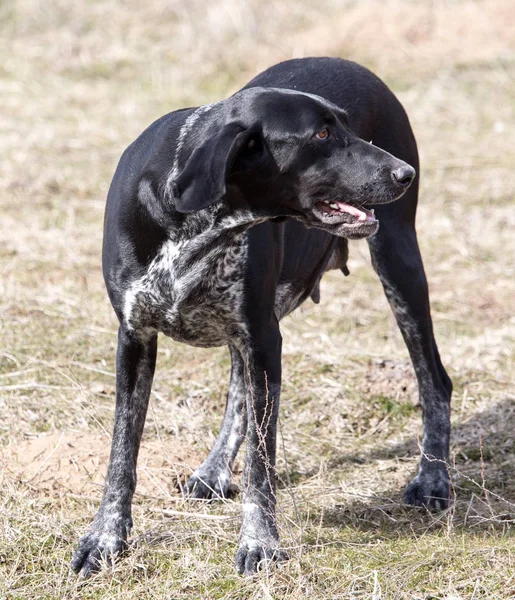 Portrait d'un chien noir dans la nature — Photo