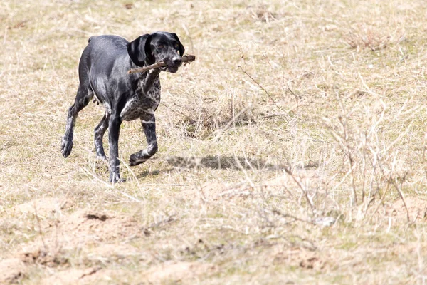 Hond speelt met een stok op aard — Stockfoto