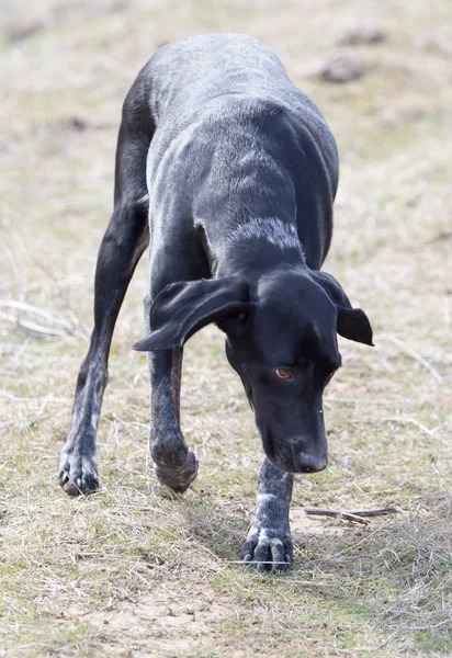 自然に走っている黒い犬 — ストック写真