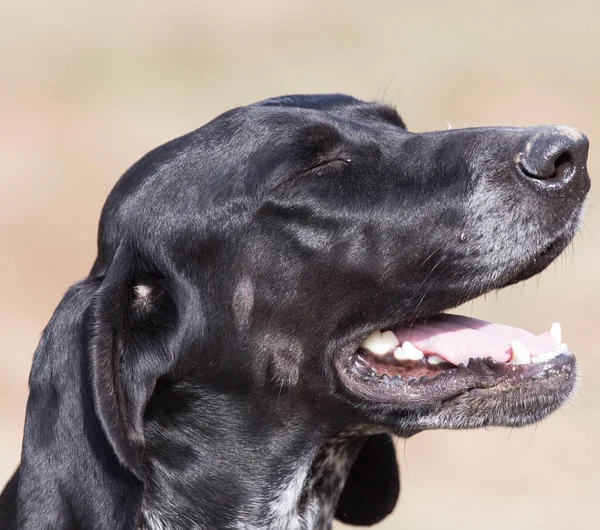 Retrato de um cão preto na natureza — Fotografia de Stock