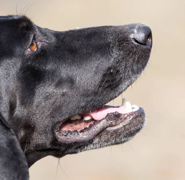Retrato de um cão preto na natureza — Fotografia de Stock