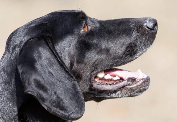 自然界中黑狗的肖像 — 图库照片