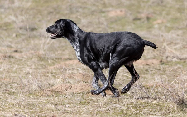 自然に走っている黒い犬 — ストック写真