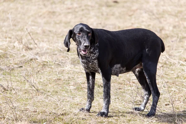 Portrait d'un chien noir dans la nature — Photo