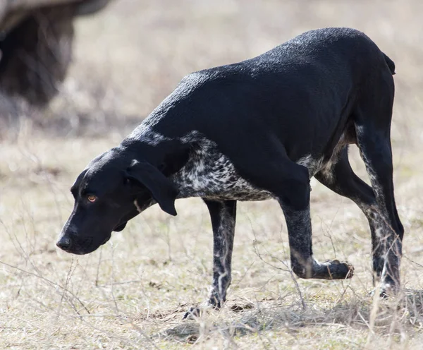 自然に走っている黒い犬 — ストック写真